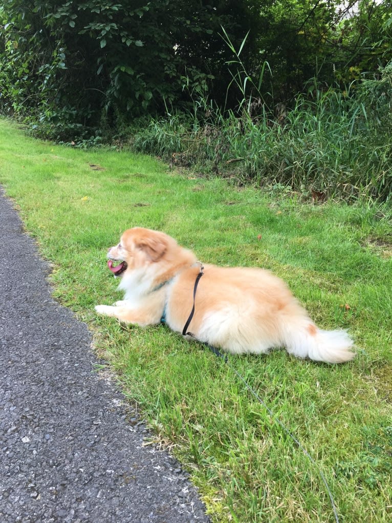 Macchiato, a Pekingese and Chihuahua mix tested with EmbarkVet.com