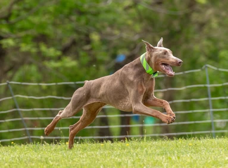 Titan, a Doberman Pinscher tested with EmbarkVet.com