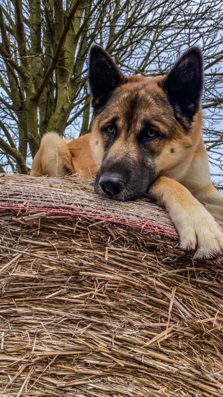 Anouk, a Yakutian Laika and Akita Inu mix tested with EmbarkVet.com