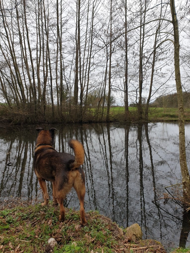 Alfie, a Belgian Malinois and Rottweiler mix tested with EmbarkVet.com