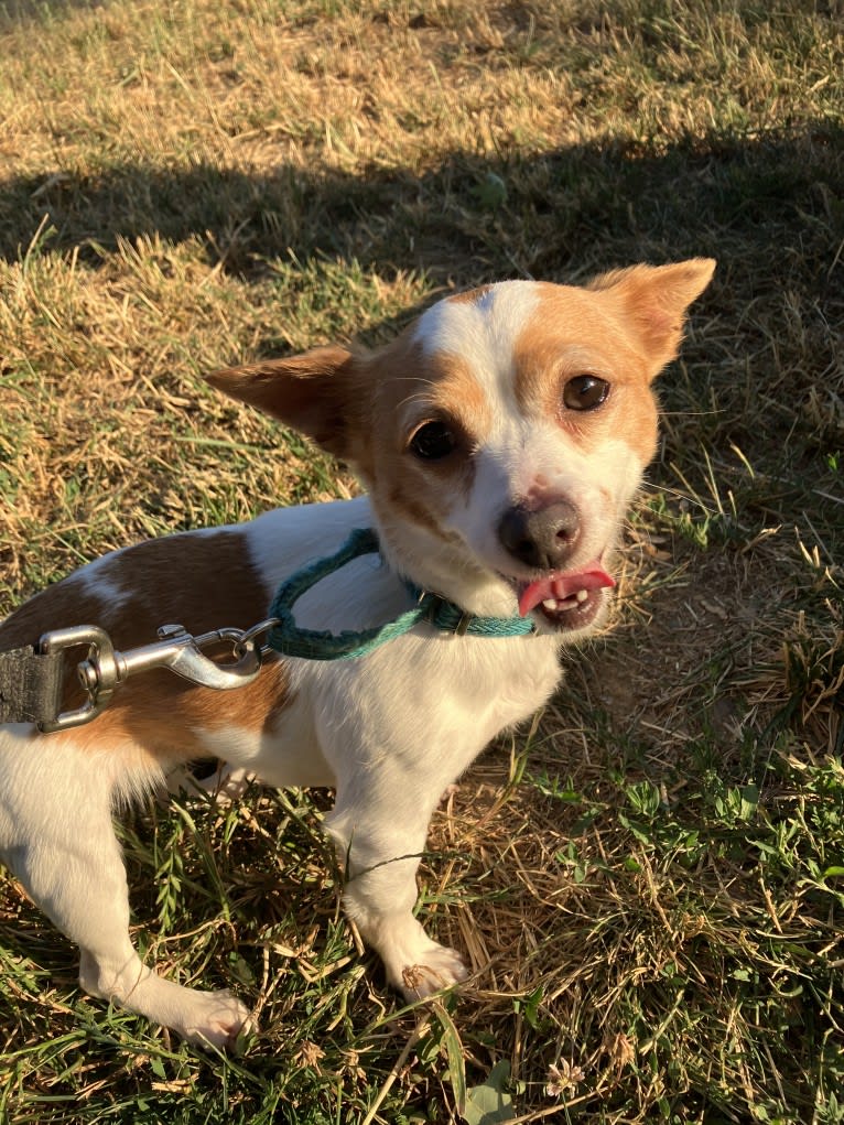 Daisy, a Chihuahua and Rat Terrier mix tested with EmbarkVet.com