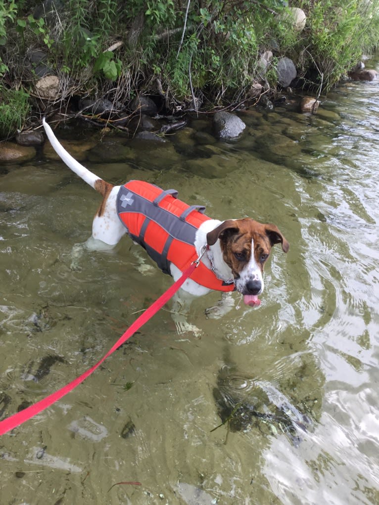 Dean Martin, a Boxer and Australian Cattle Dog mix tested with EmbarkVet.com