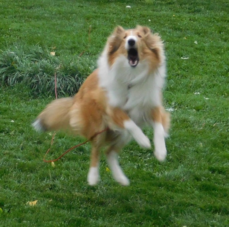 Pawsitively Paite, a Collie tested with EmbarkVet.com