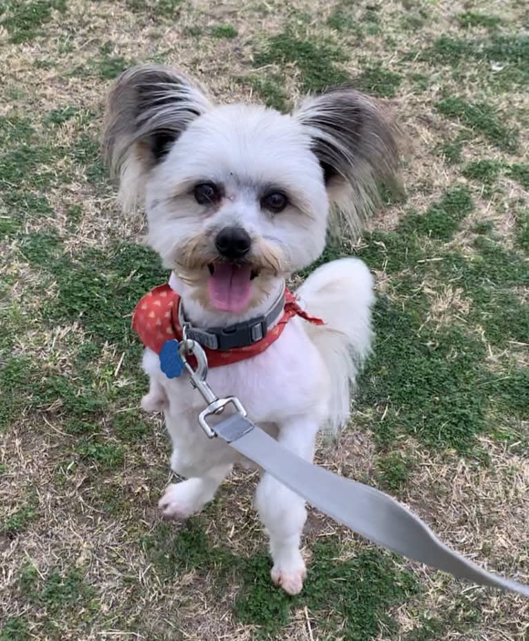 Rex, a Pomeranian and Maltese mix tested with EmbarkVet.com