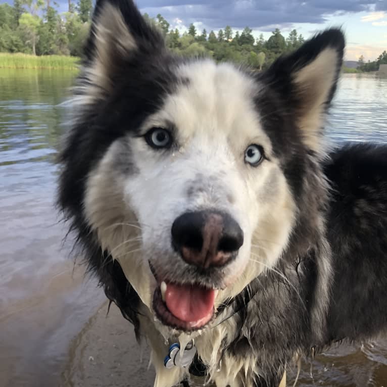 Jack, a Siberian Husky tested with EmbarkVet.com