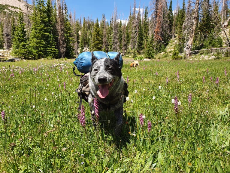 Trace, an Australian Cattle Dog and Koolie mix tested with EmbarkVet.com