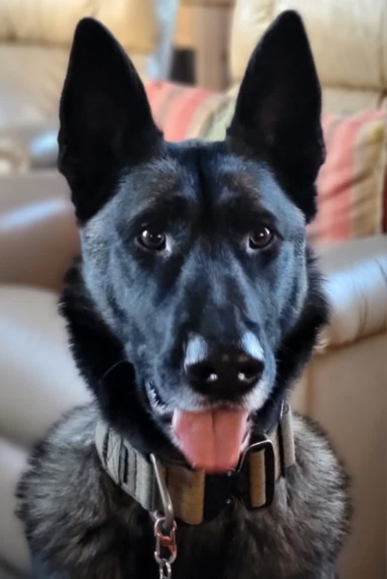 Carbonado, a Belgian Malinois and German Shepherd Dog mix tested with EmbarkVet.com
