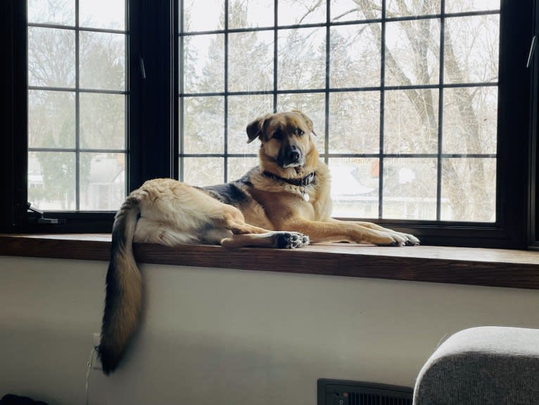 Axl, a German Shepherd Dog and Great Pyrenees mix tested with EmbarkVet.com