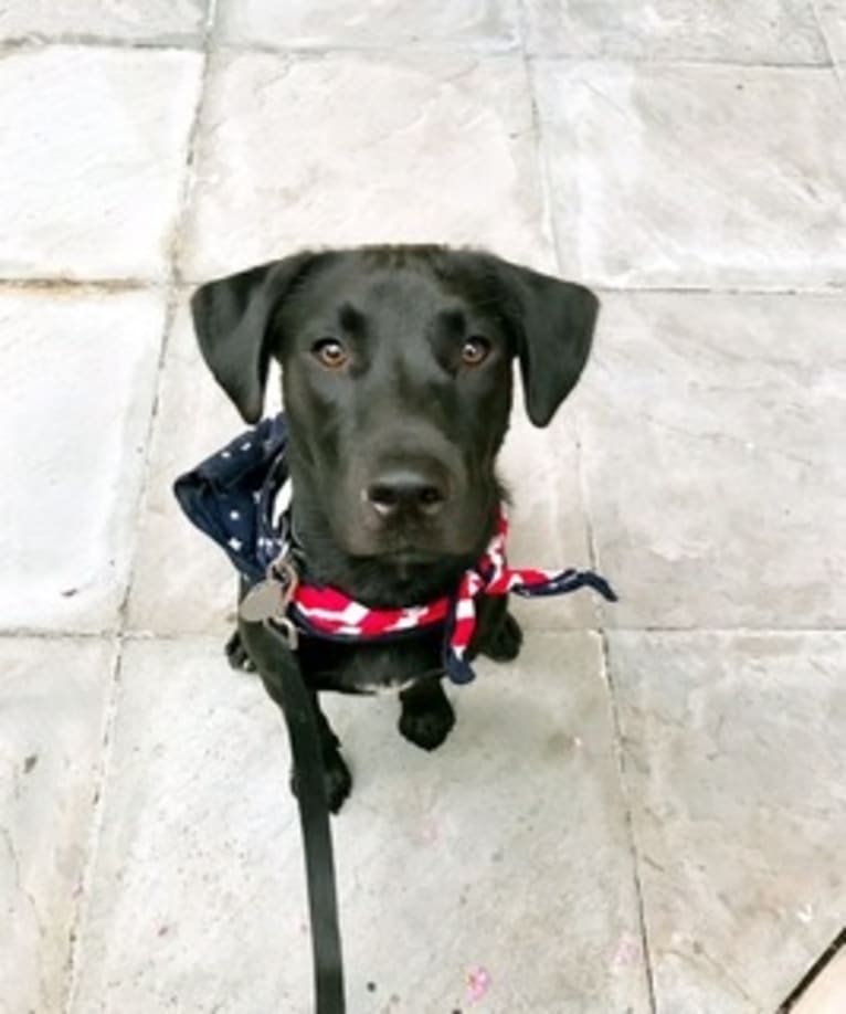 Rhett Butler, a Labrador Retriever and American Pit Bull Terrier mix tested with EmbarkVet.com