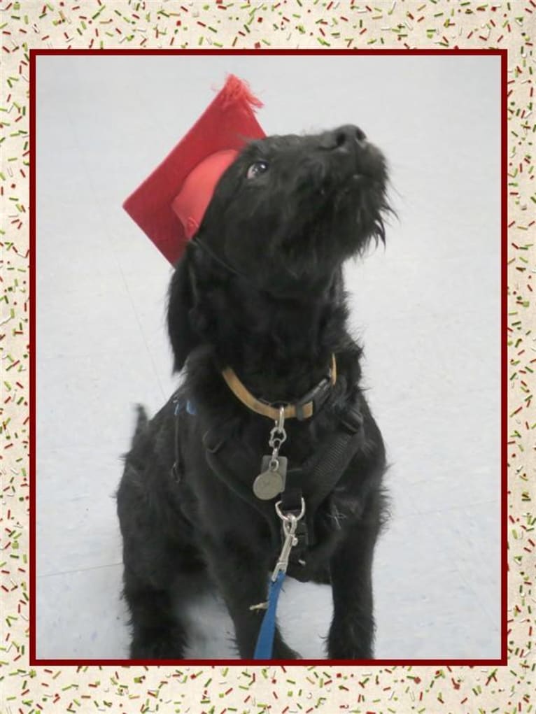 Bryson, a Labrador Retriever and Poodle (Standard) mix tested with EmbarkVet.com