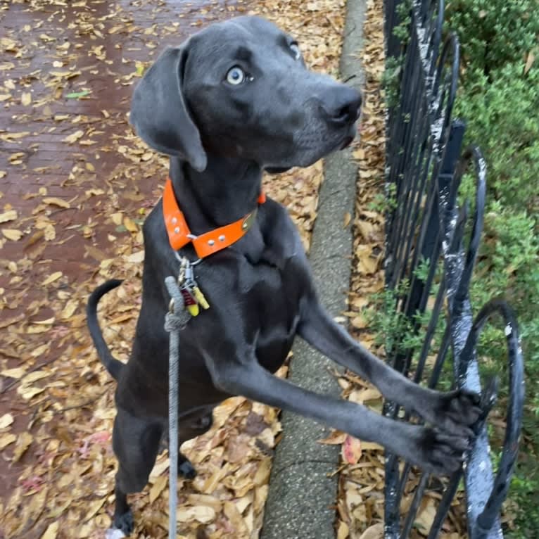 Remy, a Weimaraner tested with EmbarkVet.com