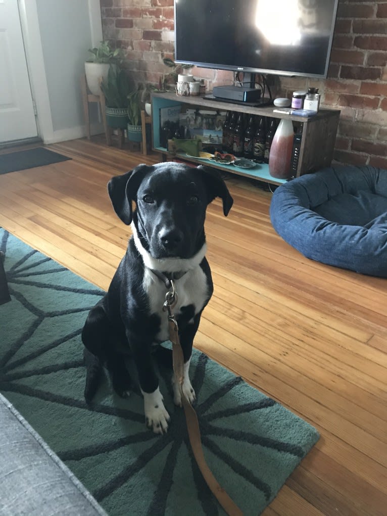 Ralph, an Australian Cattle Dog and American Pit Bull Terrier mix tested with EmbarkVet.com