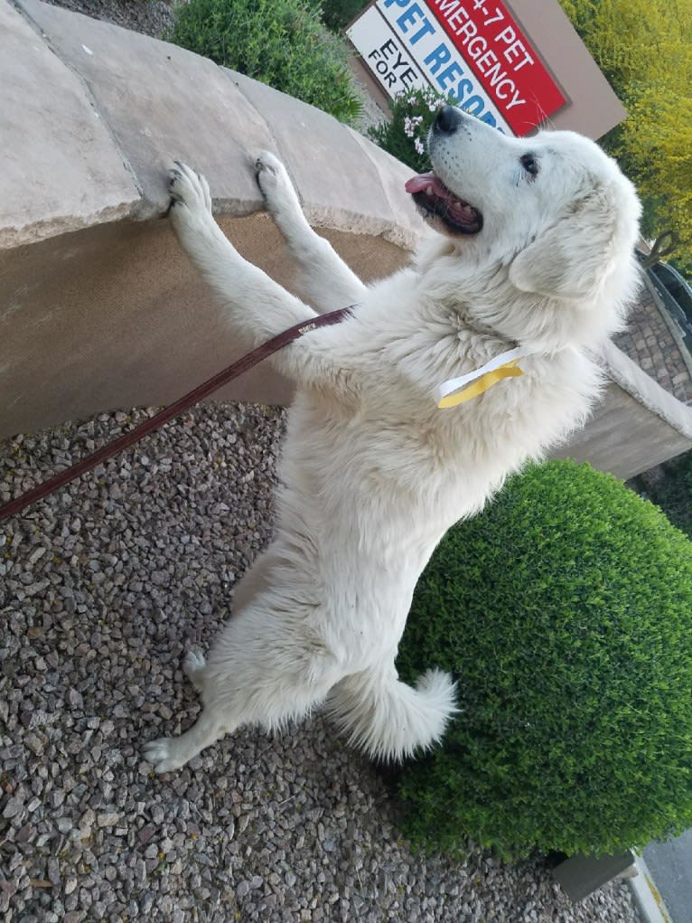 Galadriel, a Maremma Sheepdog tested with EmbarkVet.com