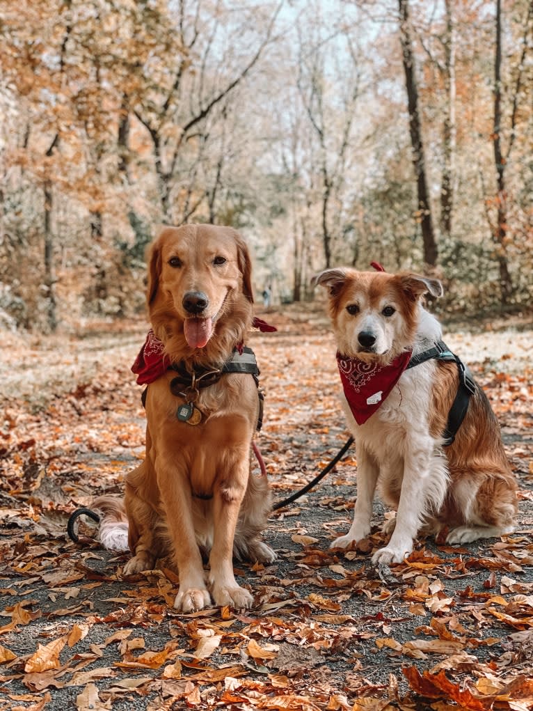 Marley, a Golden Retriever tested with EmbarkVet.com