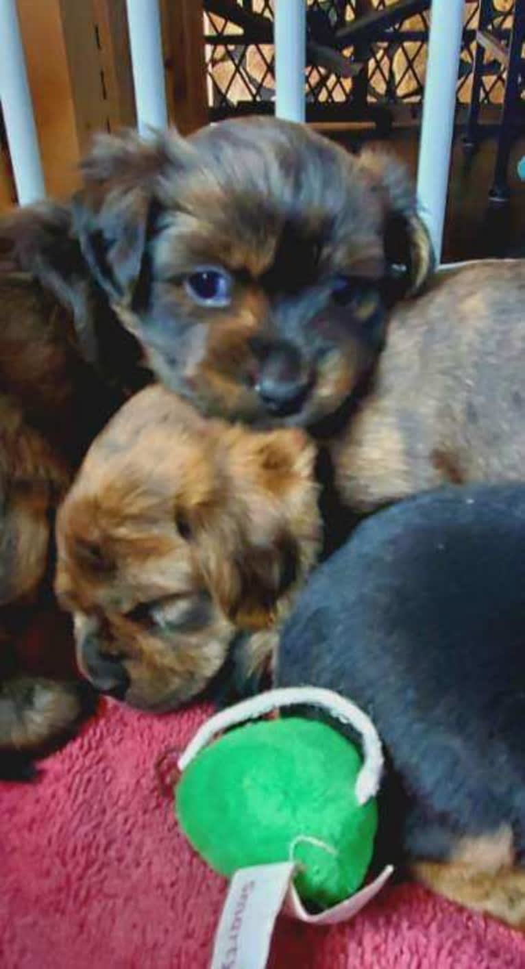 Pretzel, a Yorkshire Terrier and Shih Tzu mix tested with EmbarkVet.com