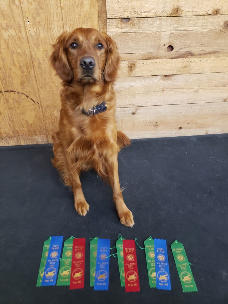 Eclipse, a Golden Retriever tested with EmbarkVet.com