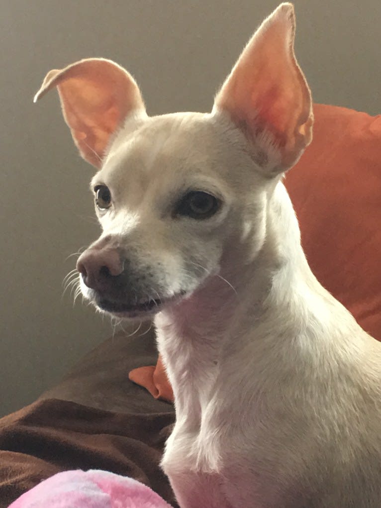 Olaf, a Chihuahua (10.0% unresolved) tested with EmbarkVet.com