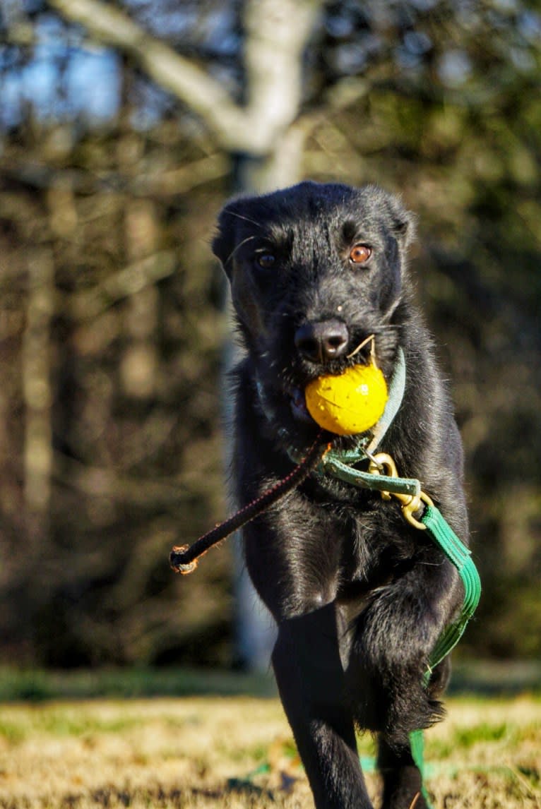 Vaatu, a Black Russian Terrier and Belgian Malinois mix tested with EmbarkVet.com