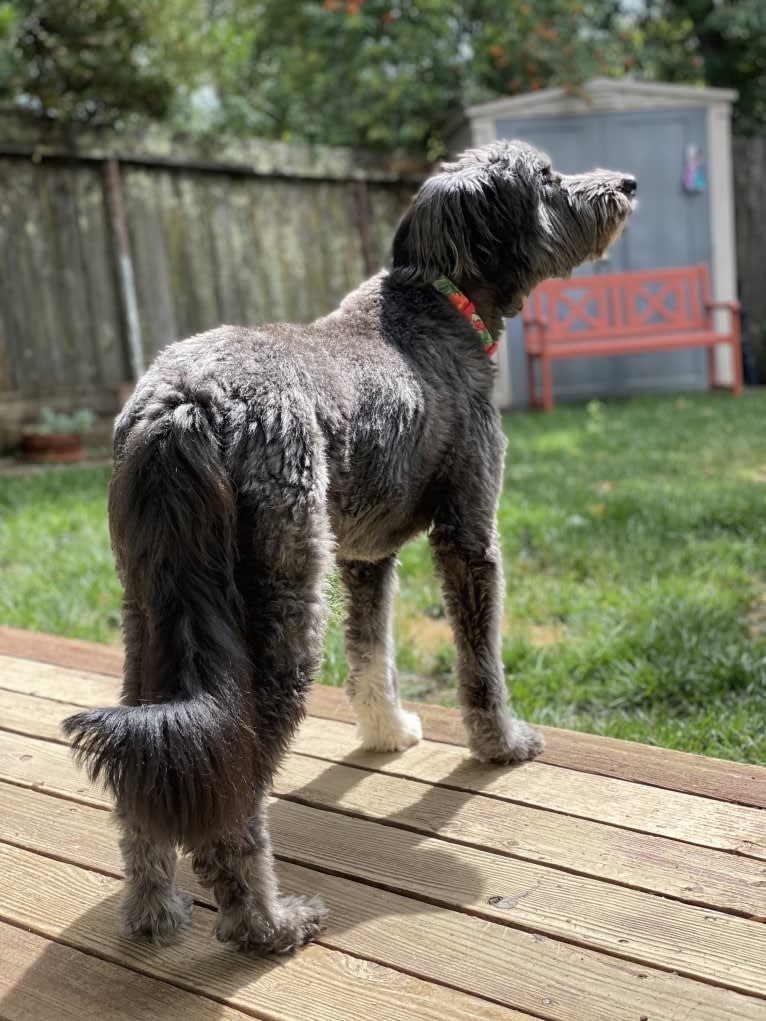 Dandelion, a German Shepherd Dog and Old English Sheepdog mix tested with EmbarkVet.com