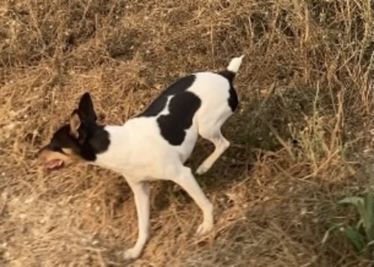 YRR Violet, a Toy Fox Terrier tested with EmbarkVet.com