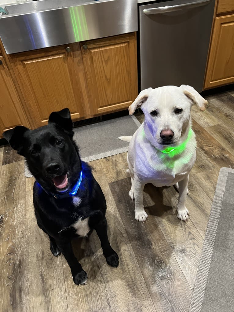 Maizee, a Great Pyrenees and German Shepherd Dog mix tested with EmbarkVet.com