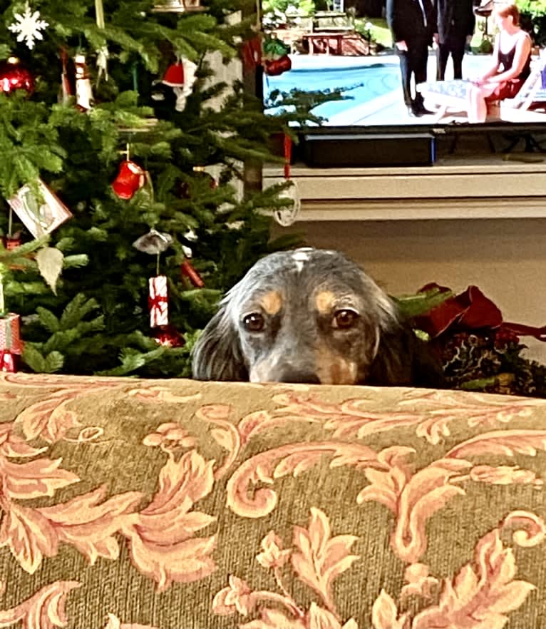 Libby, an English Setter tested with EmbarkVet.com