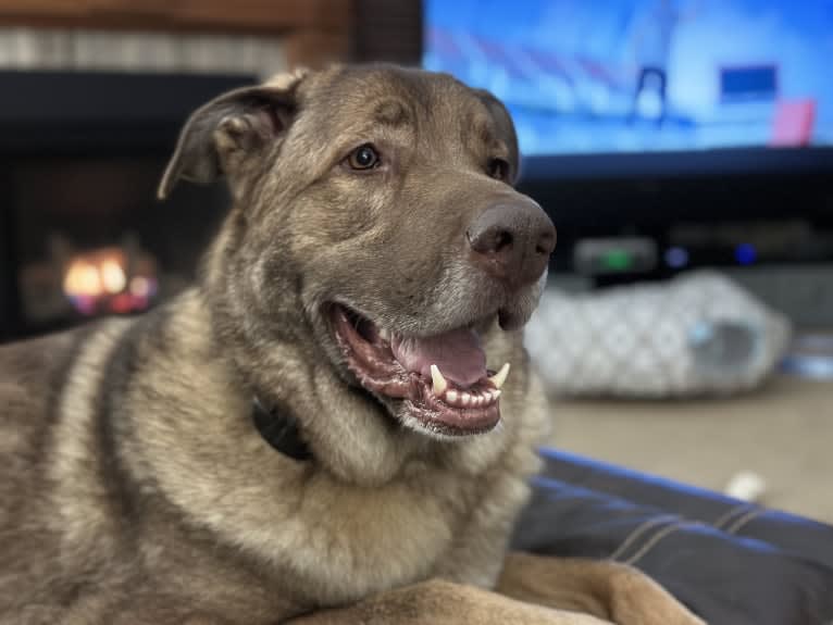 Ceasar, a German Shepherd Dog and Anatolian Shepherd Dog mix tested with EmbarkVet.com