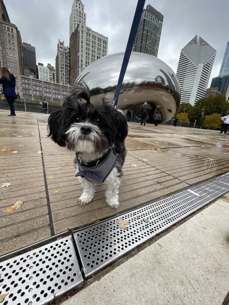 Boba, a Shih Tzu and Poodle (Small) mix tested with EmbarkVet.com