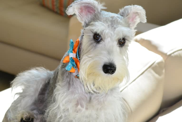 SPARTA, a Miniature Schnauzer tested with EmbarkVet.com