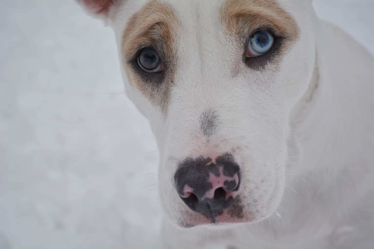 Aurora(Rory), an American Pit Bull Terrier and Australian Shepherd mix tested with EmbarkVet.com