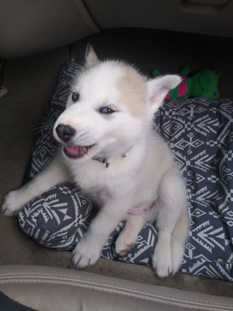 Everest, a Gerberian Shepsky tested with EmbarkVet.com