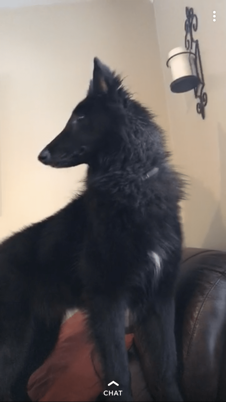 Layla, a Belgian Shepherd tested with EmbarkVet.com