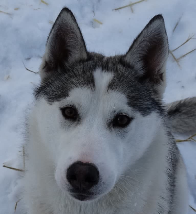 Yeti, a Siberian Husky and Alaskan-type Husky mix tested with EmbarkVet.com