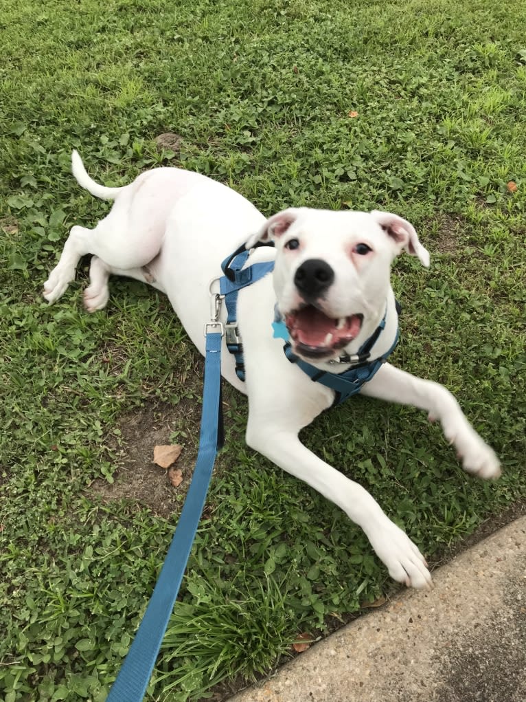 Peepers, an American Pit Bull Terrier and American Bulldog mix tested with EmbarkVet.com