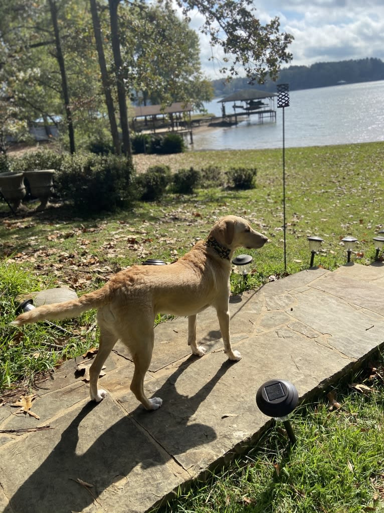 Willow, a Labrador Retriever and Treeing Walker Coonhound mix tested with EmbarkVet.com