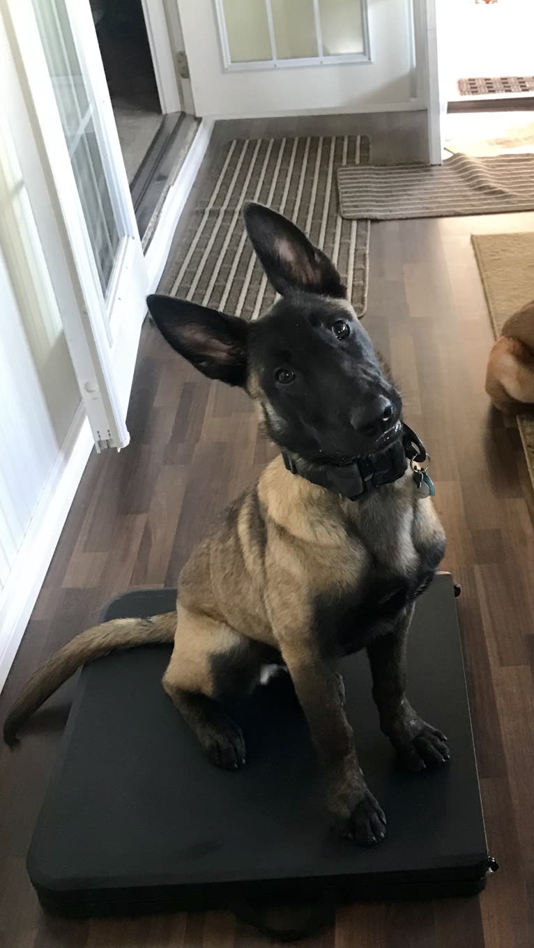 Hugo, a Belgian Malinois and Dutch Shepherd mix tested with EmbarkVet.com