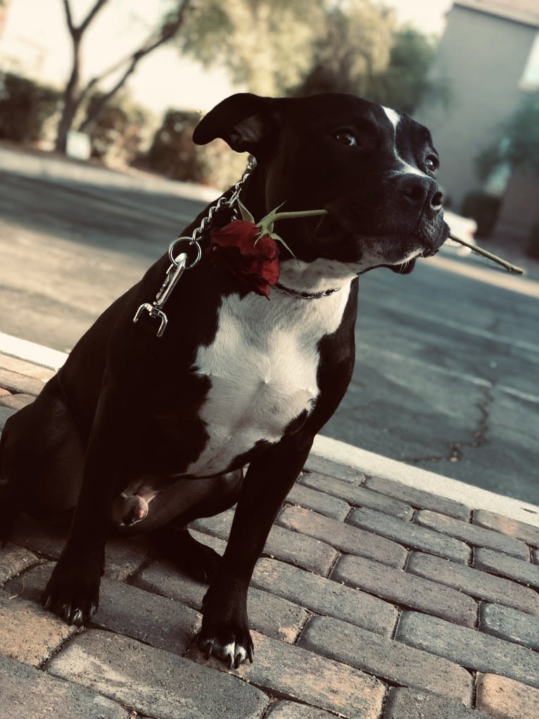 Mickey, an American Bully tested with EmbarkVet.com