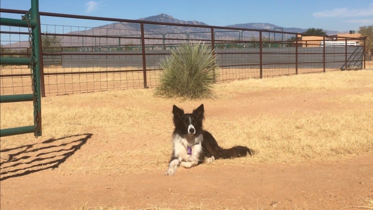 Riley, a Border Collie and German Shepherd Dog mix tested with EmbarkVet.com