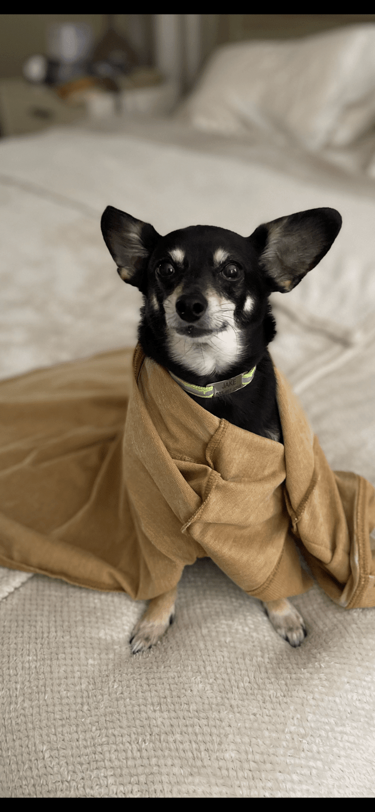 Jake, a Chihuahua and Dachshund mix tested with EmbarkVet.com