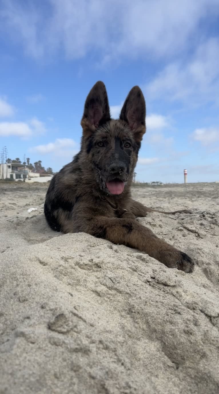 Stubby, a German Shepherd Dog tested with EmbarkVet.com