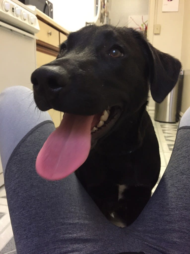 Rhett Butler, a Labrador Retriever and American Pit Bull Terrier mix tested with EmbarkVet.com