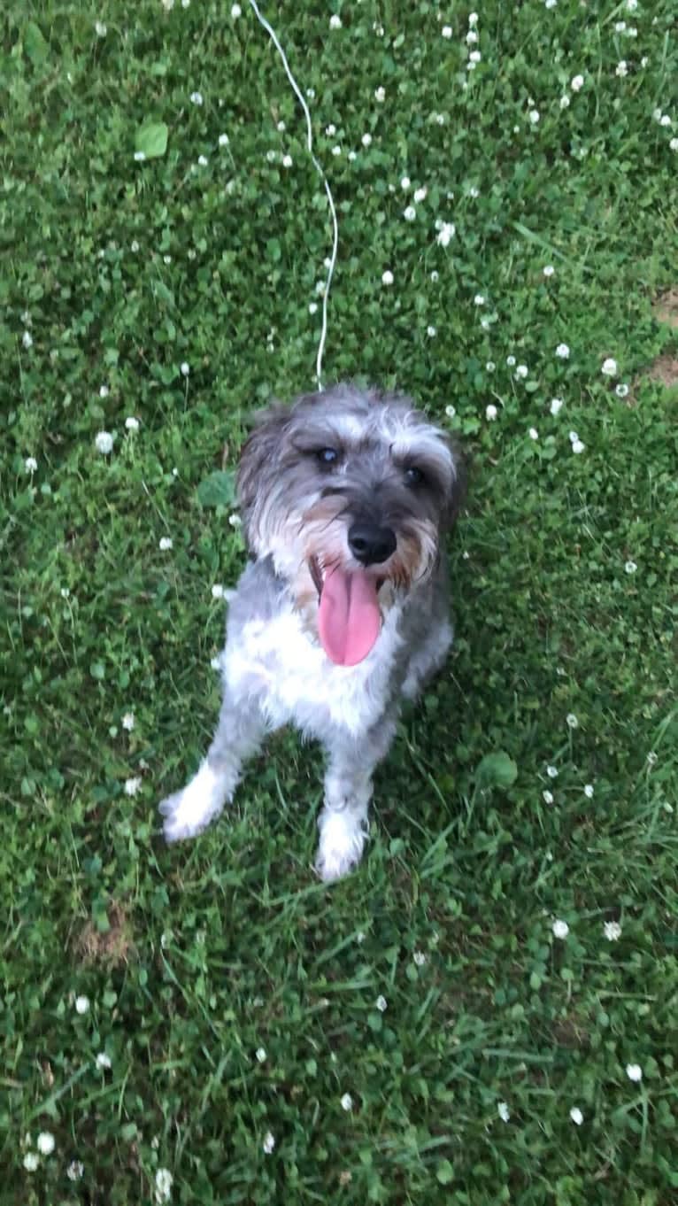 Fallon, a Miniature Schnauzer and Russell-type Terrier mix tested with EmbarkVet.com