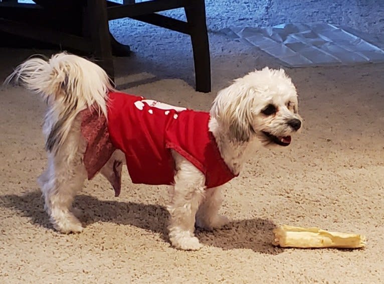 Kaylee, a Maltese and Shih Tzu mix tested with EmbarkVet.com