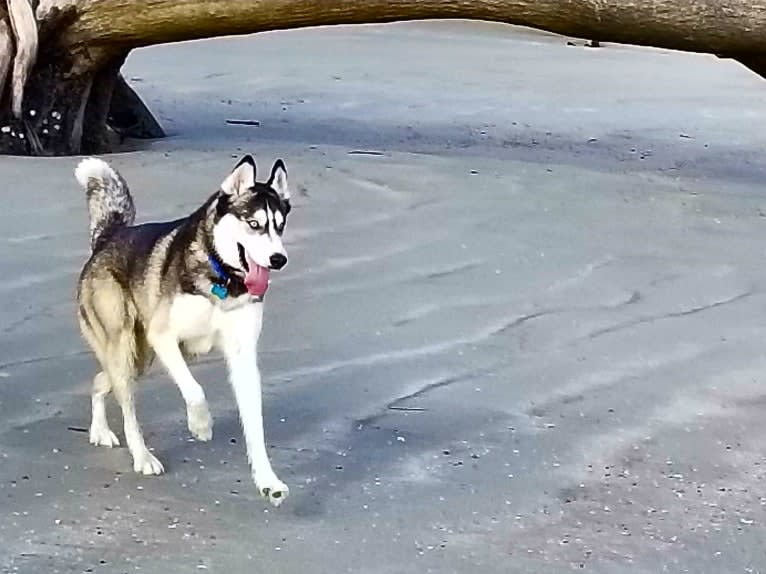 Teko, a Siberian Husky tested with EmbarkVet.com