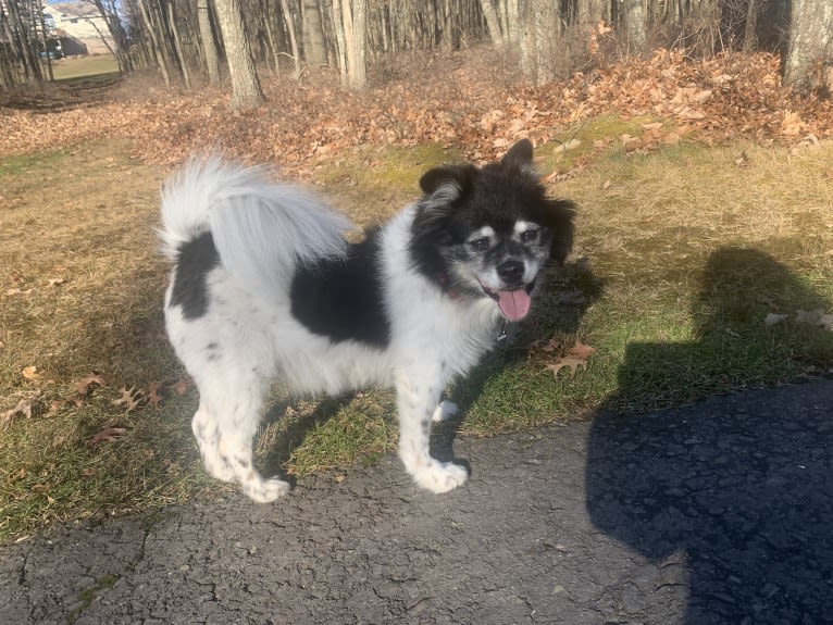 Piper, an American Eskimo Dog and Pomeranian mix tested with EmbarkVet.com