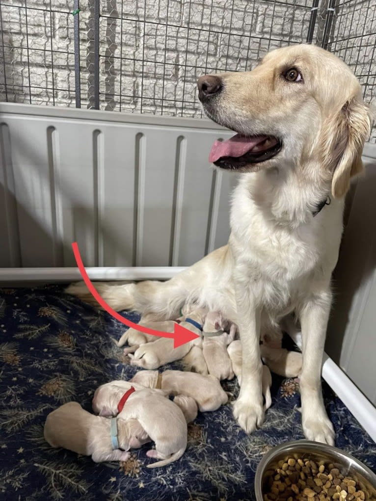 Whuzi, a Golden Retriever tested with EmbarkVet.com