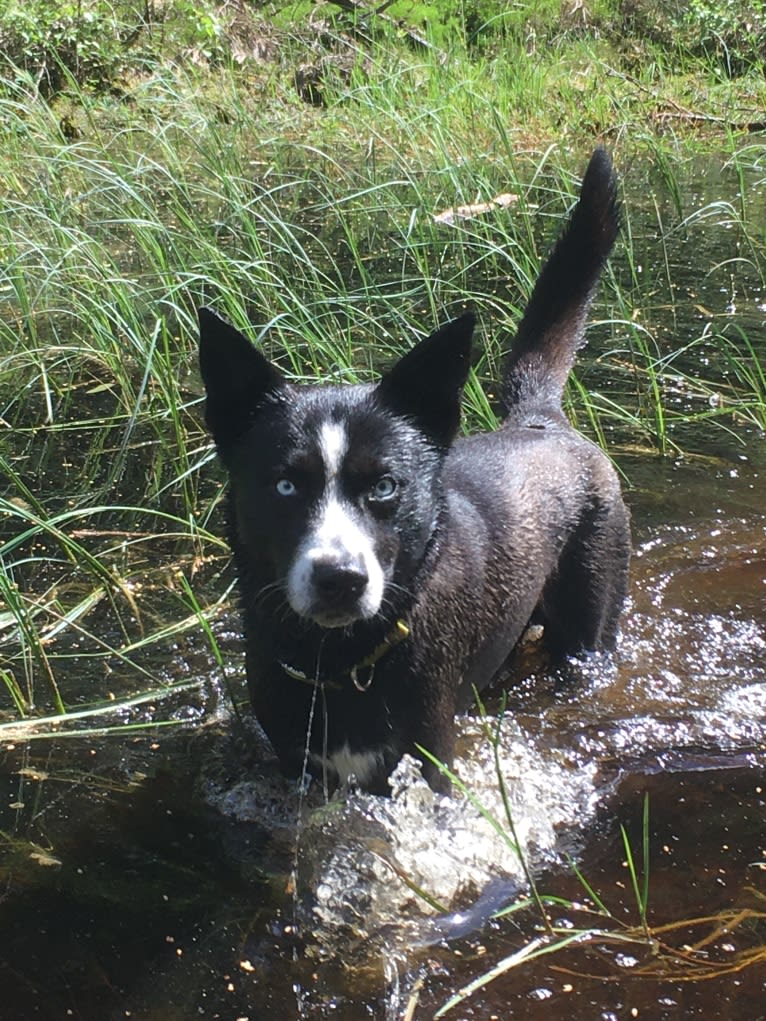 Takoda, an Alaskan-type Husky and Siberian Husky mix tested with EmbarkVet.com