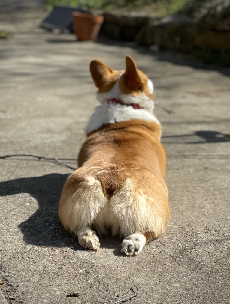 Lil Teddy, a Pembroke Welsh Corgi tested with EmbarkVet.com