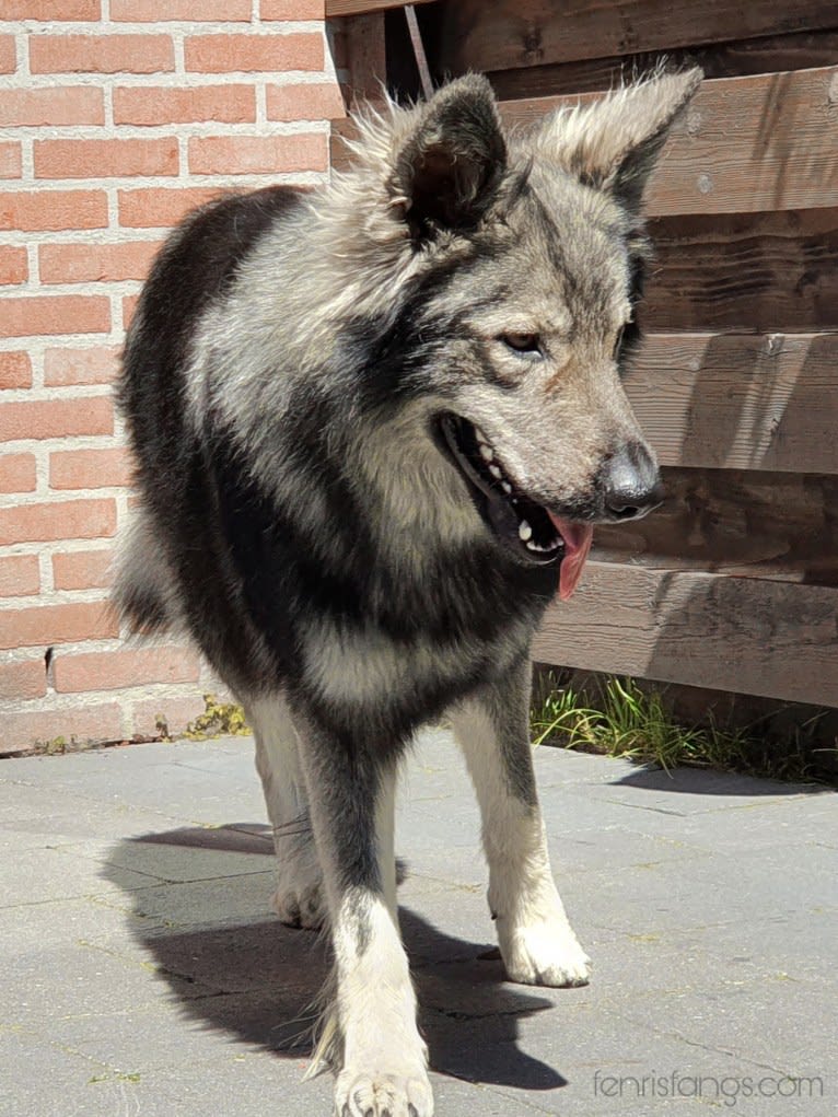 OZAI, a German Shepherd Dog tested with EmbarkVet.com