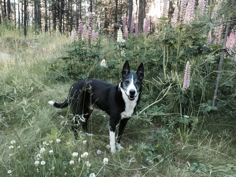 Flint, a Border Collie and McNab mix tested with EmbarkVet.com